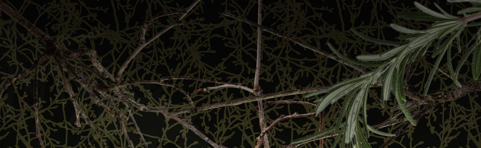 Mich Fisher (Artful Cover) Amazon quote banner graphic - Scarborough Fair Trilogy by Nancy Werlin