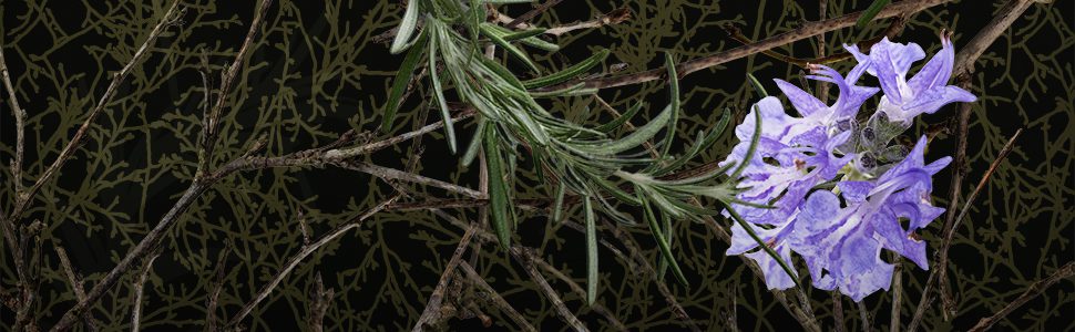 Mich Fisher (Artful Cover) Amazon quote banner graphic - Scarborough Fair Trilogy by Nancy Werlin